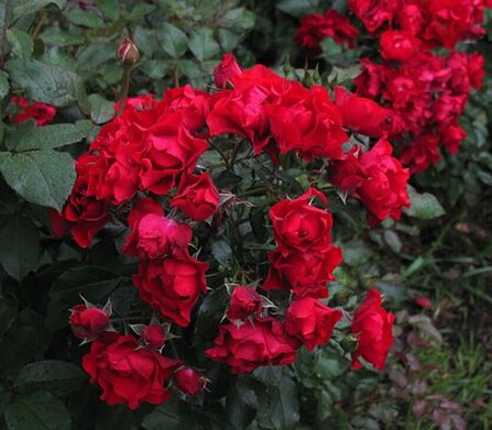 Блэк форест Роуз (Black Forest Rose)