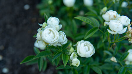 Вайт Морсдаг (White Morsdag)