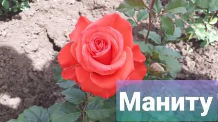 Маниту (Manitou)